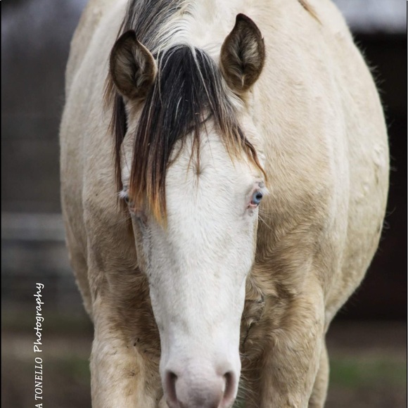 Meet your Posher, Cindy - Picture 5 of 5